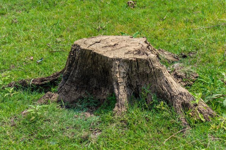 Cleanup After Stump Grinding