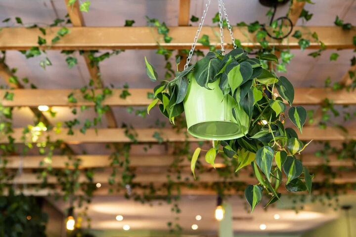How To Hang Plants From A Ceiling Without Drilling ...