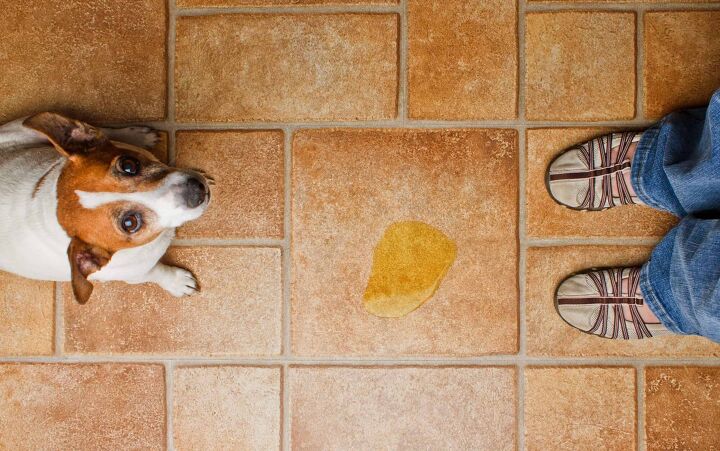 Can Dog Ruin Tile Floors, How To Get Rid Of Dog Urine On Tile Floor