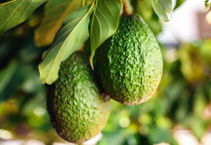 Waarom dragen avocadobomen dit jaar geen vruchten?