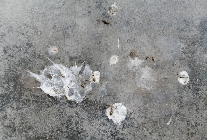 how to clean bird poop off concrete