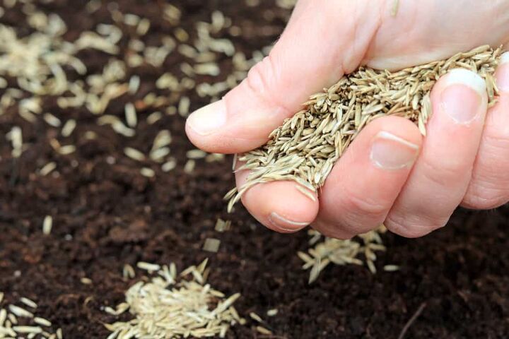 how to see grass seed