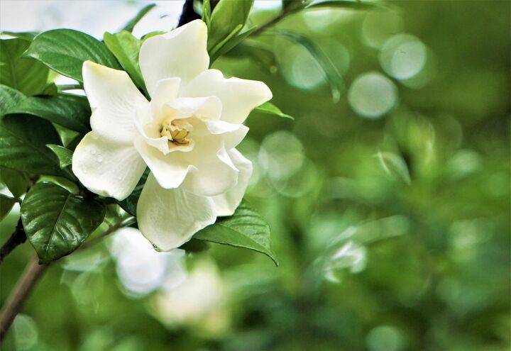 Gardenia vs. Camellia What Are The Major Differences