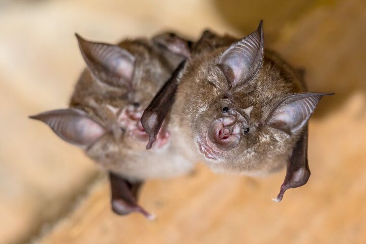 how long can a bat survive in a house