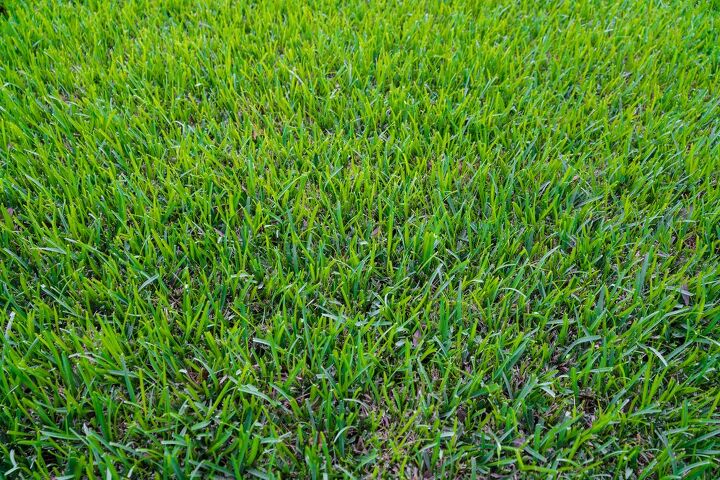 St. Augustine Grass vs. Crabgrass: What’s The Major Difference