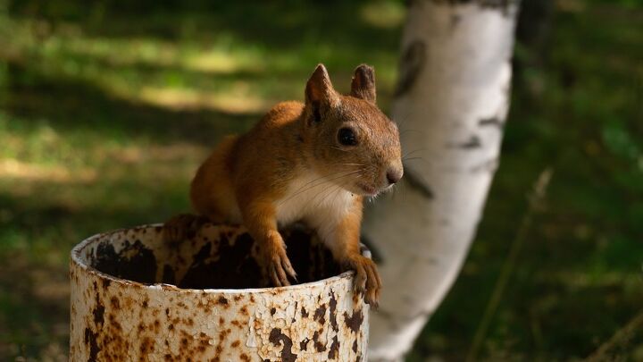 Can Squirrels Climb PVC Pipe?