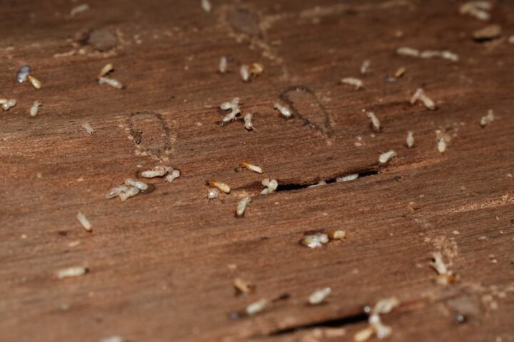 What Are Small Clear White Bugs In The House? – Upgraded Home