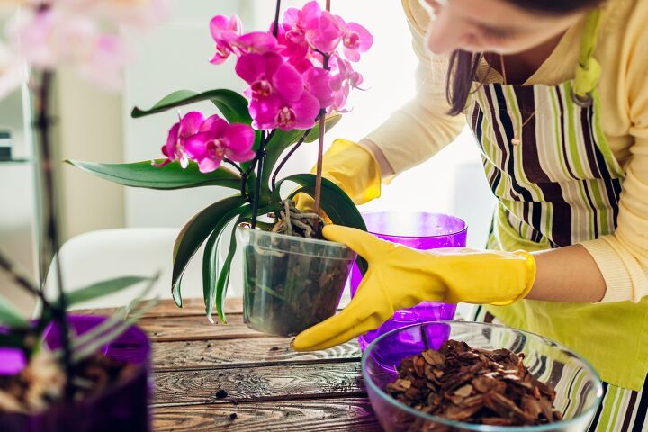 Tips To Help Keep Your Orchid Thriving – Upgraded Home
